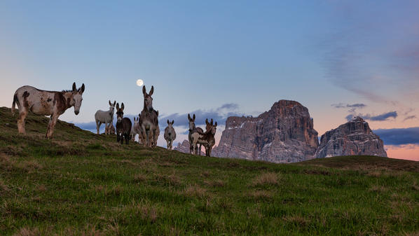 Mondeval pastures, Eastern Dolomites, San Vito di Cadore, Belluno, Veneto, Italy.