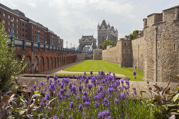 The Tower Bridge and the Tower of London with a lavender bloom, London, Great Britain, UK