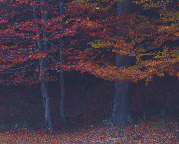 Beech trees in Autumn,Auronzo,Cadore,Dolomites,Alps,Veneto,Italy