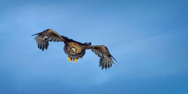 Golden Eagle (Aquila Reale),Dolomites,Auronzo,Veneto,Alps,Italy