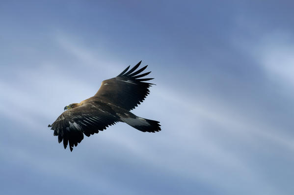 Golden Eagle (Aquila Reale),Dolomites,Auronzo,Cadore,Veneto,Alps,Italy