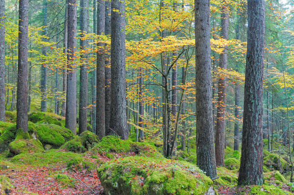 beech tree,autumn,Auronzo,Cadore,Dolomites,Veneto,Italy
