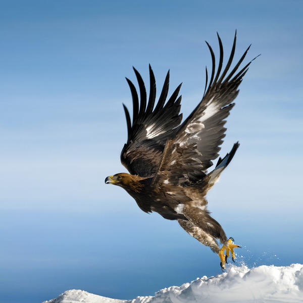 Golden Eagle (Aquila Reale),Dolomites,Auronzo,Veneto,Alps,Italy