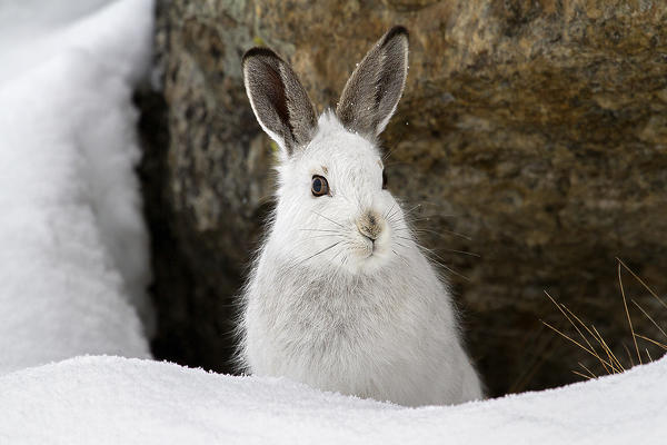 Stelvio National Park,Lombardy,Italy.Hare