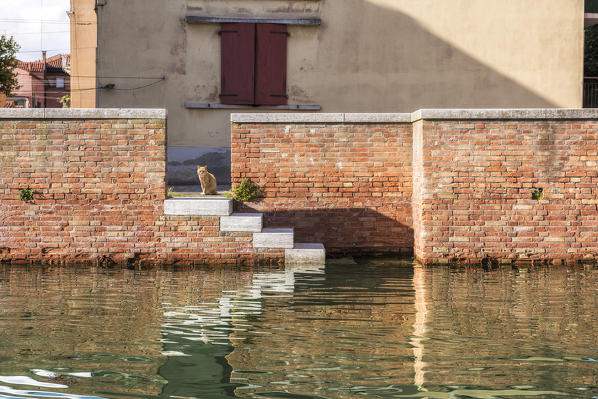 Venetian cat observes the Giudecca canal, Venice, Veneto, Italy