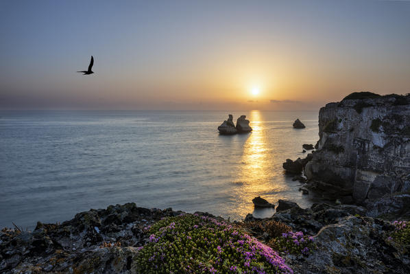 Torre dell'Orso, Melendugno, province of Lecce, Salento, Apulia, Italy, Europe. The Due Sorelle (Two Sisters) at sunrise