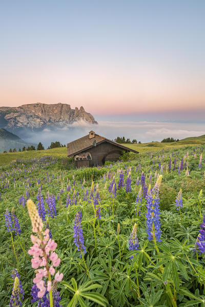 Alpe di Siusi/Seiser Alm, Dolomites, South Tyrol, Italy, Europe. Bloom on Plateau of Bullaccia/Puflatsch. In the background the peaks of Sciliar/Schlern