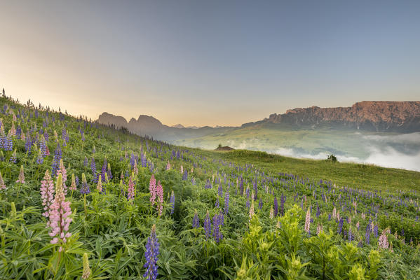 Alpe di Siusi/Seiser Alm, Dolomites, South Tyrol, Italy, Europe. Bloom on Plateau of Bullaccia/Puflatsch. In the background the peaks of Sassolungo/Langkofel