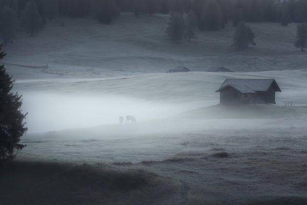 Alpe di Siusi/Seiser Alm, Dolomites, South Tyrol, Italy.