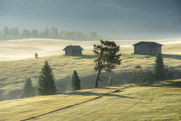 Alpe di Siusi/Seiser Alm, Dolomites, South Tyrol, Italy.