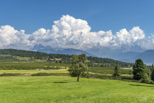 Villandro / Villanders, Bolzano province, South Tyrol, Italy. The pastures on the Villandro Alp withe the Odle peaks and the Mount Sassolungo in the background