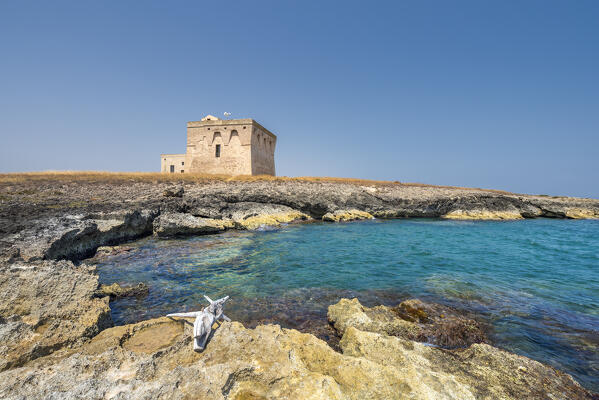 Carovigno, Brindisi province, Apulia, Italy. The Guaceto tower in the Nature reserve of Torre Guaceto is located on the Adriatic coast