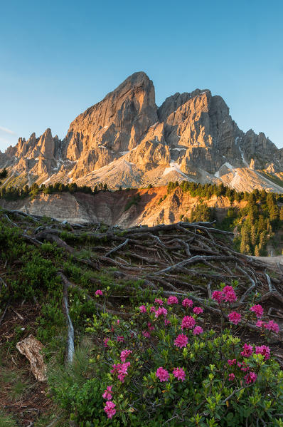 Passo delle Erbe, Dolomites, South Tyrol, Italy. Sunrise at Sass de Putia/Peitlerkofel in the Natural Park Puez-Odle