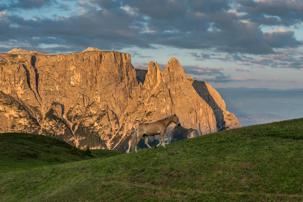 Alpe di Siusi/Seiser Alm, Dolomites, South Tyrol, Italy. Haflinger horse at sunrise on the Alpe di Siusi/Seiser Alm. In the background the peaks of Sciliar/Schlern