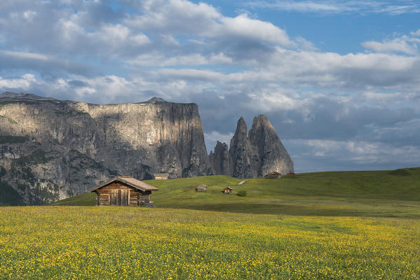 Alpe di Siusi/Seiser Alm, Dolomites, South Tyrol, Italy. Meadow full of flowers on the Alpe di Siusi/Seiser Alm. In the background the peaks of Sciliar/Schlern