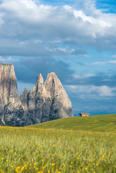 Alpe di Siusi/Seiser Alm, Dolomites, South Tyrol, Italy. On the Alpe di Siusi/Seiser Alm. In the background the peaks of Sciliar/Schlern