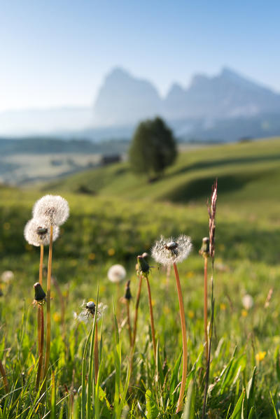 Alpe di Siusi/Seiser Alm, Dolomites, South Tyrol, Italy. Dandelion (Taraxacum)