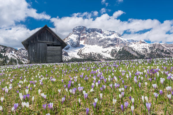 Prato Piazza/Plaetzwiese, Dolomites, South Tyrol, Italy. Crocus in the spring bloom on the Prato Piazza. In the background the Croda Rossa