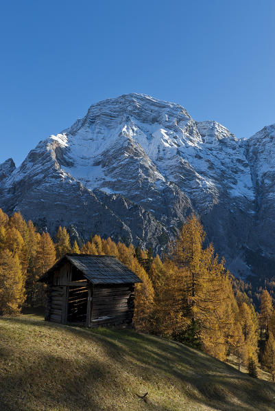 Alta Badia, Dolomites, South Tyrol, Italy. Autumn at the pastures of Ciavaza. In the background the Sasso delle Nove/Neunerspitze