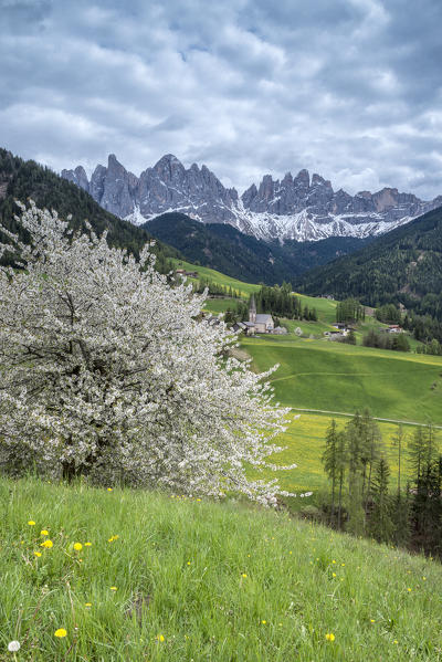 Funes Valley, Dolomites, South Tyrol, Italy. Spring in Santa Maddalena and the peaks of Odle in the background