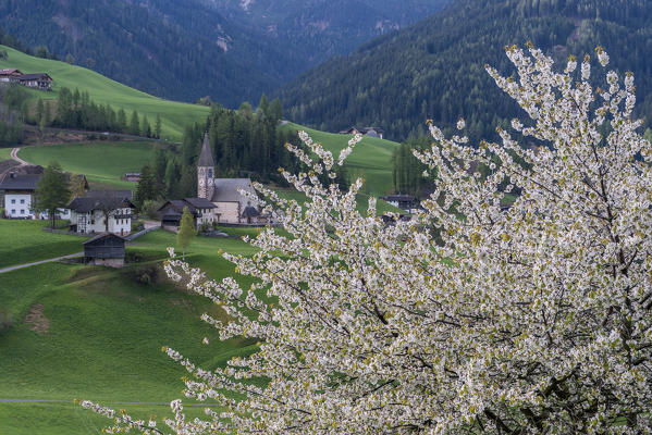 Funes Valley, Dolomites, South Tyrol, Italy. Spring in Santa Maddalena
