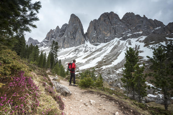 Funes Valley, Dolomites, South Tyrol, Italy. Hiker admires the Peaks of the Odle from the Alta Via Adolf Munkel 