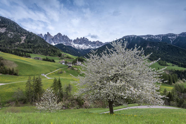 Funes Valley, Dolomites, South Tyrol, Italy. Spring in Santa Maddalena in Funes Valley and the peaks of Odle in the background