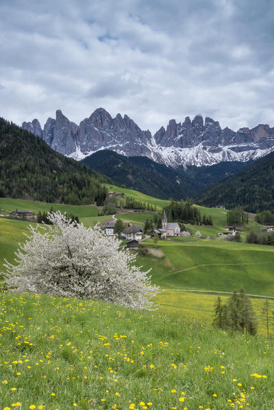 Funes Valley, Dolomites, South Tyrol, Italy. Spring in Santa Maddalena in Funes Valley and the peaks of Odle in the background