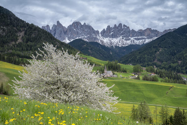 Funes Valley, Dolomites, South Tyrol, Italy. Spring in Santa Maddalena in Funes Valley and the peaks of Odle in the background