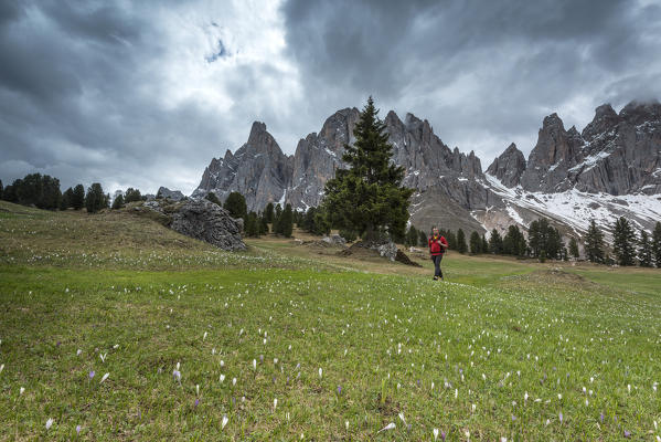 Funes Valley, Dolomites, South Tyrol, Italy. Flower meadow at the Malga Casnago.