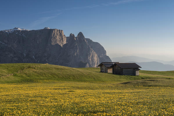 Alpe di Siusi/Seiser Alm, Dolomites, South Tyrol, Italy. Bloom on Plateau of Bullaccia/Puflatsch. In the background the peaks of Sciliar/Schlern