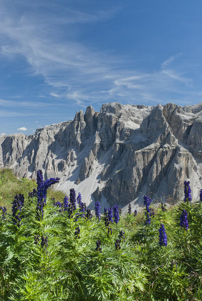 Longiaru/Campill, Dolomites, South Tyrol, Italy. The Aconitum napellus in the Antersasc Valley. The Aconitum napellus is one of the most poisonous plants in the Dolomites 