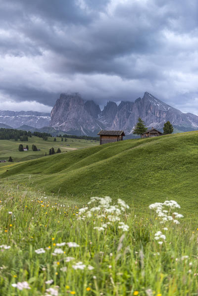 Alpe di Siusi/Seiser Alm, Dolomites, South Tyrol, Italy. Rain clouds over the the Alpe di Siusi/Seiser Alm with the peaks of Sassolungo/Langkofel and Sassopiatto/Plattkofel