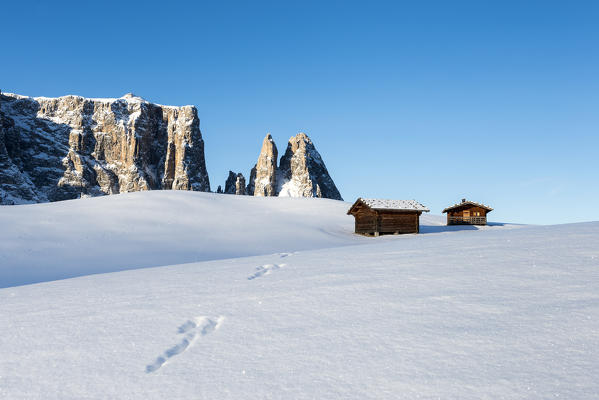 Alpe di Siusi/Seiser Alm, Dolomites, South Tyrol, Italy. Winter landscape on the Alpe di Siusi/Seiser Alm with the peaks of the Sciliar