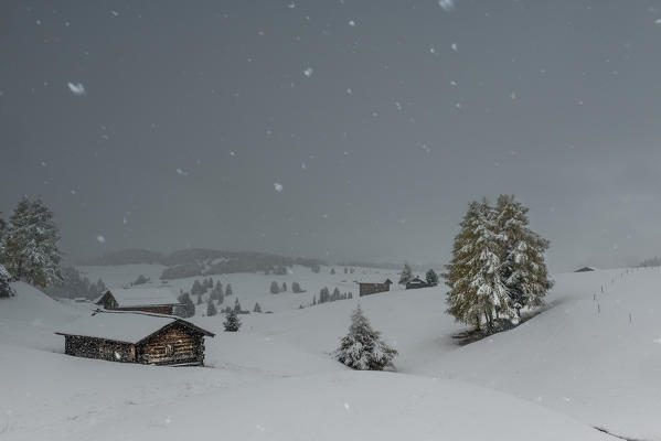 Alpe di Siusi/Seiser Alm, Dolomites, South Tyrol, Italy.