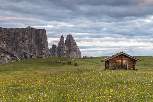 Alpe di Siusi/Seiser Alm, Dolomites, South Tyrol, Italy. Meadow full of flowers on the Alpe di Siusi/Seiser Alm. In the background the peaks of Sciliar/Schlern