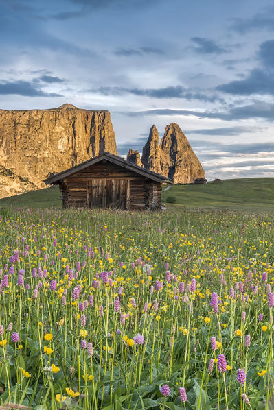 Alpe di Siusi/Seiser Alm, Dolomites, South Tyrol, Italy. Meadow full of flowers on the Alpe di Siusi/Seiser Alm. In the background the peaks of Sciliar/Schlern