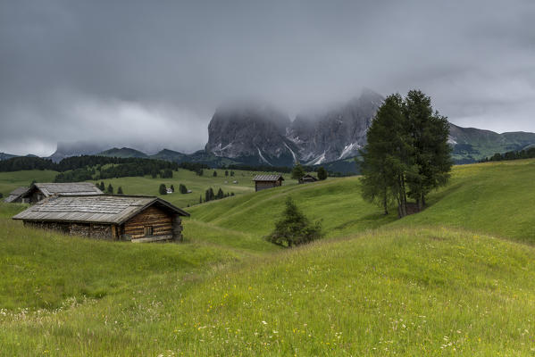 Alpe di Siusi/Seiser Alm, Dolomites, South Tyrol, Italy. View from the Alpe di Siusi to the peaks of Sella, Sassolungo/Langkofel and Sassopiatto/Plattkofel