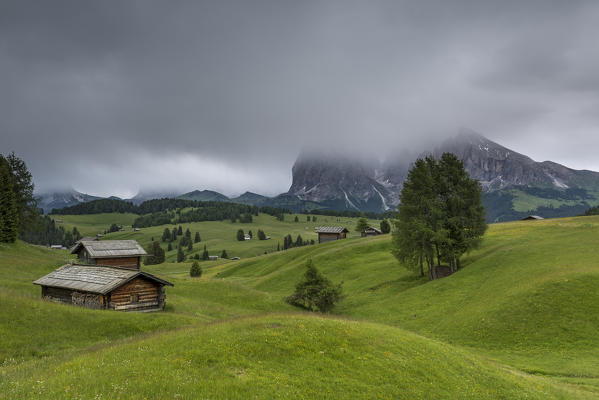 Alpe di Siusi/Seiser Alm, Dolomites, South Tyrol, Italy. View from the Alpe di Siusi to the peaks of Sella, Sassolungo/Langkofel and Sassopiatto/Plattkofel