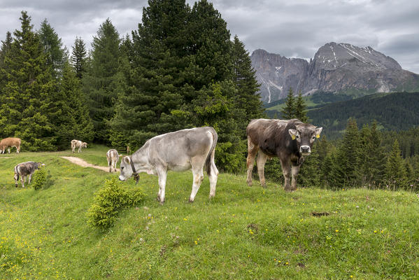 Alpe di Siusi/Seiser Alm, Dolomites, South Tyrol, Italy. Cows grazing on the Alpe di Siusi/Seiser Alm