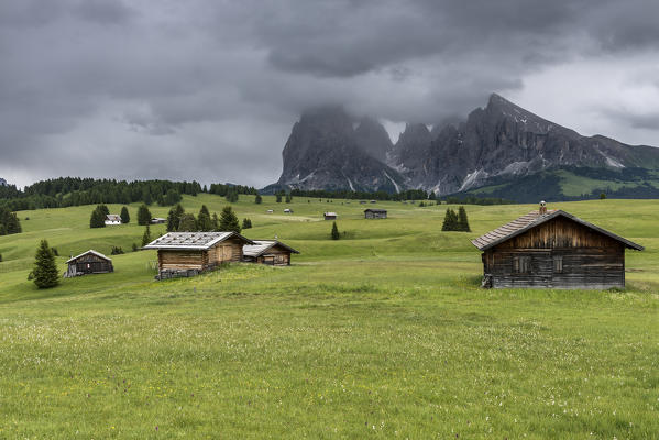 Alpe di Siusi/Seiser Alm, Dolomites, South Tyrol, Italy. View from the Alpe di Siusi to the peaks of Sella, Sassolungo/Langkofel and Sassopiatto/Plattkofel