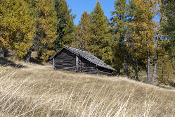 Alpe di Siusi/Seiser Alm, Dolomites, South Tyrol, Italy. Autumn on the Alpe di Siusi/Seiser Alm