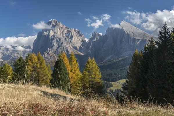 Alpe di Siusi/Seiser Alm, Dolomites, South Tyrol, Italy. Autumn colors on the Alpe di Siusi/Seiser Alm with the Sassolungo/Langkofel and the Sassopiatto/Plattkofel in background