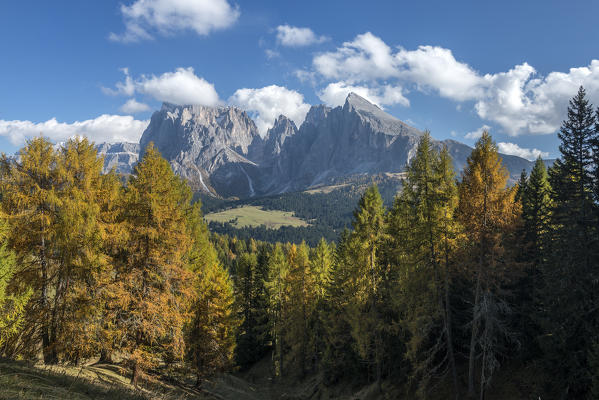 Alpe di Siusi/Seiser Alm, Dolomites, South Tyrol, Italy. Autumn colors on the Alpe di Siusi/Seiser Alm with the Sassolungo/Langkofel and the Sassopiatto/Plattkofel in background