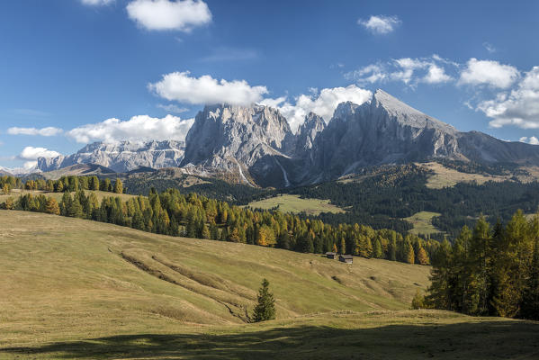 Alpe di Siusi/Seiser Alm, Dolomites, South Tyrol, Italy. Autumn colors on the Alpe di Siusi/Seiser Alm with the Sassolungo/Langkofel and the Sassopiatto/Plattkofel in background