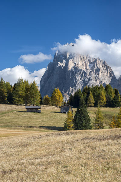 Alpe di Siusi/Seiser Alm, Dolomites, South Tyrol, Italy. Autumn colors on the Alpe di Siusi/Seiser Alm with the Sassolungo/Langkofel in background