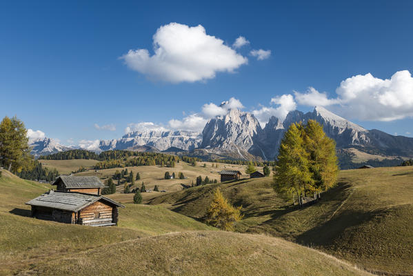 Alpe di Siusi/Seiser Alm, Dolomites, South Tyrol, Italy. Autumn colors on the Alpe di Siusi/Seiser Alm with the Sassolungo/Langkofel and the Sassopiatto/Plattkofel in background