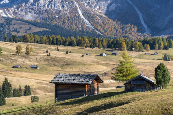 Alpe di Siusi/Seiser Alm, Dolomites, South Tyrol, Italy. Autumn colors on the Alpe di Siusi/Seiser Alm