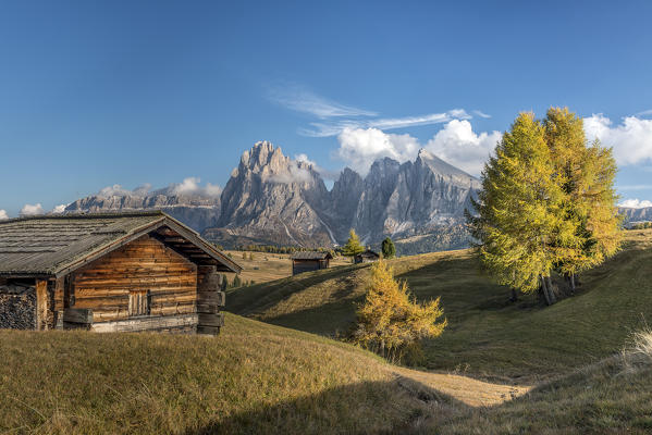 Alpe di Siusi/Seiser Alm, Dolomites, South Tyrol, Italy. Autumn colors on the Alpe di Siusi/Seiser Alm with the Sassolungo/Langkofel and the Sassopiatto/Plattkofel in background