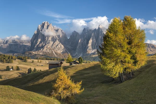 Alpe di Siusi/Seiser Alm, Dolomites, South Tyrol, Italy. Autumn colors on the Alpe di Siusi/Seiser Alm with the Sassolungo/Langkofel and the Sassopiatto/Plattkofel in background